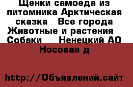 Щенки самоеда из питомника Арктическая сказка - Все города Животные и растения » Собаки   . Ненецкий АО,Носовая д.